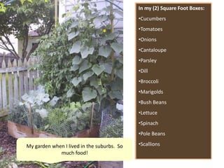 In my (2) Square Foot Boxes:
•Cucumbers
•Tomatoes
•Onions
•Cantaloupe
•Parsley
•Dill
•Broccoli
•Marigolds
•Bush Beans
•Lettuce
•Spinach
•Pole Beans
•ScallionsMy garden when I lived in the suburbs. So
much food!
 