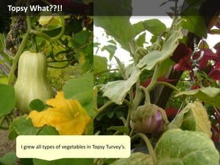 Topsy What??!!
I grew all types of vegetables in Topsy Turvey’s.
 