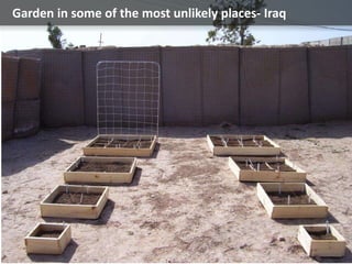 Garden in some of the most unlikely places- Iraq
 