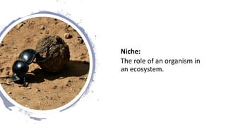 Niche:
The role of an organism in
an ecosystem.
 
