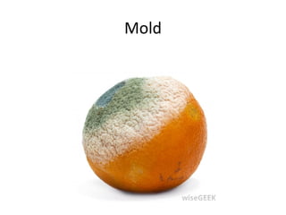 Mold
 