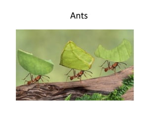 Ants
 