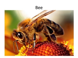 Bee
 