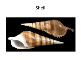 Shell
 