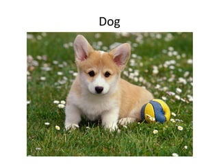 Dog
 