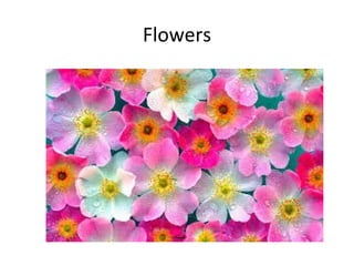 Flowers
 