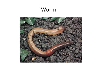 Worm
 