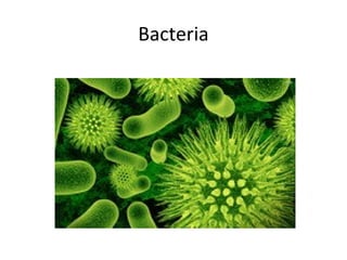 Bacteria
 