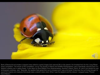 Both professional and amateur snappers were asked to submit images that captured life on the planet in its broadest form for the Living Planet
photo competition. The winner of the competition, run by The Society of Nature and Wildlife Photographers, was a beautifully colourful shot of a
ladybird crawling over a yellow flower. It was taken by David Bladon from Newtownabbey, Northern Ireland. David, 40, who's just started his own
photography business, said: "Basically, the weather kept going from sun to showers and I was a bit bored. Every time the sun broke through I'd
search for insects and creatures that would make a decent macro shot. When I saw the ladybird and the colours, I snapped away."Picture:
David Bladon.

 