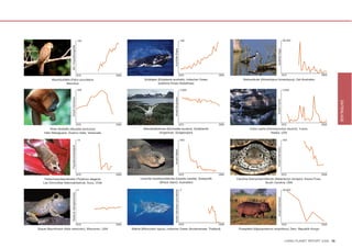 160                                                                              160                                                               60,000




                          Min. Populationsgröße




                                                                                                     Kuh/Kalb-Paare




                                                                                                                                                                                      Gezählte Vögel
                                                       1970   2005                                                                      1970     2005                                                     1970                  2005
          Mauritiusfalke (Falco punctatus)                                    Südkaper (Eubalaena australis), Indischer Ozean                               Stelzenläufer (Himantopus himantopus), Ost-Australien
                     Mauritius                                                         (südliche Küste Südafrikas)

                                                        350                                                                              2,000                                                             5,000
                          Anzahl Individuen




                                                                                                     Anzahl Brutpaare




                                                                                                                                                                                      Anzahl Fische




                                                                                                                                                                                                                                           DATENLAGE
                                                       1970   2005                                                                      1970     2005                                                     1970                  2005
        Roter Brüllaffe (Alouatta seniculus)                                 Wanderalbatross (Diomedea exulans), Südatlantik                                     Coho Lachs (Oncorhynchus kisutch), Yukon,
    Hato Masaguaral, Guarico state, Venezuela                                          (Vogelinsel, Südgeorgien)                                                               Alaska, USA

                                                        10                                                                               800                                                               400
                          Populationshäufigkeit




                                                                                                                                                                                      Anzahl Individuen
                                                                                                     Anzahl Nester
                                                       1970   2005                                                                      1970     2005                                                     1970                  2005
     Fettschwanzbeutelratte (Thylamys elegans)                             Unechte Karettschildkröte (Caretta caretta), Südpazifik                      Carolina-Diamantschildkröte (Malaclemys terrapin), Kiawa-Fluss,
    Las Chinchillas Nationalreservat, Auco, Chile                                       (Wreck Island, Australien)                                                           South Carolina, USA

                                                        5                                                                                2                                                                 30,000
                                                                                                     Anzahl Individuen (unit efforts)
                          Relativer Häufigkeitsindex




                                                                                                                                                                                      Anzahl Individuen
                                                       1970   2005                                                                      1970     2005                                                     1970                  2005
Grauer Baumfrosch (Hyla versicolor), Wisconsin, USA                  Walhai (Rhincodon typus), Indischer Ozean (Andamansee, Thailand)                    Flusspferd (Hippopotamus amphibius), Dem. Republik Kongo



                                                                                                                                                                                                            LIVING PLANET REPORT 2008 15
 