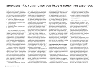 BIODIVERSITÄT, FUNKTIONEN VON ÖKOSYSTEMEN, FUSSABDRUCK

  Der Living Planet Index zeigt, dass Arten       Tieren für die Herstellung von Nahrungsmit-      der Manschen nach Nahrungsmitteln, Wasser,        auf Klima und Gewässer, die Reinigung
  und natürliche Ökosysteme in allen Biomen       teln, Werkstoffen oder Medikamenten über         Energie und Werkstoffen. Diese äußert sich        von Wasser, die Bestäubung von Pflanzen
  und Regionen der Welt unter Belastung ste-      die Reproduktionsfähigkeit des jeweiligen        konkret in der Produktion und im Konsum           sowie die Eindämmung von Schädlingen
  hen. Die direkte, vom Menschen verursachte      Bestands hinaus ist Raubbau an den Arten.        von Agrarerzeugnissen, Fleisch- und Mol-        I kulturelle Funktionen in ästhetischer, spiri-
  Bedrohung der Biodiversität wird häufig in      So hat beispielsweise die Überfischung           kereiprodukten, Fisch und Meeresfrüchten,         tueller und pädagogischer Hinsicht sowie
  fünf Bereiche eingeteilt:                       zahlreiche Fischbestände mit wirtschaftli-       Nutzholz und Papier, Wasser, Energie sowie        Erholungsfunktion
  I Verlust oder Veränderung von Lebens-          cher Bedeutung vernichtet. Und der maßlose       von Ressourcen für Verkehr und Flächen für
     raum, besonders durch Landwirtschaft         Einschlag von Nutz- und Feuerholz hat zum        Städte und Infrastruktur. Mit dem Wachstum          Jede dieser Funktionen wird letztlich von
  I Übernutzung einer Art, besonders durch        Verlust von Wäldern und den dort beheima-        der Weltbevölkerung und der Wirtschaft          lebenden Organismen bereitgestellt. Es ist
     Fischerei und Jagd                           teten Pflanzen- und Tierarten geführt.           nimmt auch der Druck auf die Biodiversität      jedoch nicht die Biodiversität per se, die das
  I Verschmutzung                                      Invasive Arten, die mit oder ohne Absicht   zu. Durch verbesserte Technologien und          Funktionieren eines Ökosystems ermöglicht,
  I Ausbreitung invasiver Arten oder Gene         von einem Teil der Welt in einen anderen         die effizientere Nutzung von Ressourcen         sondern die Häufigkeit von bestimmten
  I Klimawandel                                   gebracht wurden und die sich als Konkur-         könnte dieser Druck gemindert werden. Der       Arten, die für die Erhaltung eines Lebens-
                                                  renten, Jäger oder Parasiten heimischer Arten    Ökologische Fußabdruck ist eine komplexe        raums und für die Bereitstellung dieser
      Diese fünf Bedrohungen sind Folge der       erwiesen haben, tragen Schuld am Rückgang        Messgröße für die Inanspruchnahme von           Funktionen entscheidend sind. Der lokale
  menschlichen Inanspruchnahme der Biosphäre      zahlreicher einheimischer Bestände.              Ökosystemen und Arten durch den Verbrauch       Rückgang einer entscheidenden Art hat
  – also der Verarbeitung und dem Konsum               Eine weitere wichtige Ursache für den       von Ressourcen. Die Interaktionen zwischen      negative Auswirkungen auf die Funktionen
  natürlicher Ressourcen für die Herstellung      Verlust von Biodiversität ist Verschmutzung,     der Biodiversität, den Ursachen für den Ver-    eines Ökosystems, auch wenn diese Art
  von Lebensmitteln, Getränken, Energie oder      gerade in Süßwasser-Ökosystemen. Die             lust der Biodiversität und dem Fußabdruck der   nicht weltweit bedroht ist.
  Werkstoffen sowie den damit verbundenen         übermäßige Anreicherung mit Nährstoffen          Menschheit zu verstehen, ist unumgänglich,          Mit den meisten unterstützenden, reguli-
  Abfällen – oder aus der Verdrängung natür-      in Folge des zunehmenden Einsatzes von           um den andauernden Rückgang von Ökosys-         erenden und kulturellen Ökosystemfunktio-
  licher Ökosysteme durch Städte und Infras-      Stickstoff- und Phosphorverbindungen in          temen und Tier- und Pflanzenarten zu verlang-   nen wird kein Handel getrieben, sie haben
  truktur (vgl. Abbildung 4). Zudem führt der     Düngemitteln führt zu Eutrophierung und          samen, anzuhalten und umzukehren.               also keinen Marktwert. Ihr Rückgang hat
  starke Güter- und Personenverkehr rund um       Sauerstoffmangel. Pestizide aus der Land- und                                                    keine aufsehenerregenden Auswirkungen
  den Globus zu einer Verbreitung von gebiets-    Wasserwirtschaft sowie aus Industrie- und        FUNKTIONEN VON ÖKOSYSTEMEN                      auf die lokale oder weltweite Wirtschaft.
  fremden Arten und Krankheiten.                  Bergbauabfällen führen zudem oft zu giftigen     Die Menschheit ist auf funktionierende Öko-     Auf Märkten werden Entscheidungen zum
      Natürliche Lebensräume gehen durch die      chemischen Verschmutzungen.                      systeme angewiesen: Sie unterstützen oder       Einsatz von Ressourcen getroffen, die die
  Umwandlung in Acker- und Weideland oder              Die wahrscheinlich größte Bedrohung für     verbessern unsere Lebensqualität, ohne sie      Vorteile einzelner Produzenten und Konsu-
  Aquakulturen sowie durch industrielle oder      die Biodiversität in den nächsten Jahrzehnten    wäre die Erde unbewohnbar. Das Millennium       menten maximieren, aber oft die Biodiver-
  städtische Nutzung verloren, werden verändert   ist der Klimawandel. Seine Auswirkungen          Ecosystem Assessment (MA) beschreibt vier       sität und die Ökosystemfunktionen unter-
  oder zerteilt. Flusssysteme werden aufgestaut   zeigen sich bereits in polaren ,Berg-, Küsten-   Funktionen von Ökosystemen:                     graben, auf denen Produktion und Konsum
  und für Bewässerungszwecke, Stromgewin-         und marinen Ökosystemen. Die zukünftigen         I unterstützende Funktionen wie der             letztendlich beruhen. Die Bedeutung der
  nung oder Flussregelung umgestaltet. Sogar      Auswirkungen lassen sich auf lokaler Ebene           Nährstoffkreislauf, die Bodenbildung und    Biodiversität für das menschliche Wohl-
  marine Lebensräume, vor allem der Meeres-       schwer voraussagen, doch jedes Ökosystem             die Primärproduktion                        ergehen lässt sich zwar nicht leicht monetär
  boden, werden durch Schleppnetze, Bauar-        kann auf Temperatur- und Klimaveränderun-        I versorgende Funktionen wie die Bereit-        abbilden. Sie könnte aber den Unterschied
  beiten und die Gewinnung von Rohstoffen         gen empfindlich reagieren.                           stellung von Nahrungsmitteln, Süßwasser,    zwischen einem Planeten ausmachen, der die
  mechanisch beschädigt.                               All diese Bedrohungen und Belastungen           Werkstoffen und Kraftstoffen                menschliche Bevölkerung ernähren kann,
      Das Ernten von Pflanzen und Töten von       haben ihren Ursprung haben in der Nachfrage      I regulierende Funktionen wie der Einfluss      und einem, der dazu nicht in der Lage ist.


6 LIVING PLANET REPORT 2008
 