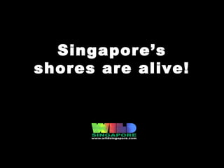 Singapore’s
shores are alive!
 