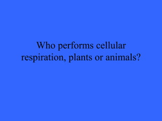 Who performs cellular
respiration, plants or animals?
 