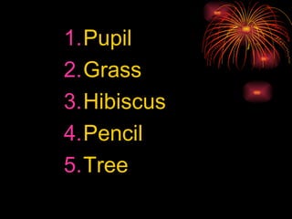 Pupil Grass Hibiscus Pencil Tree