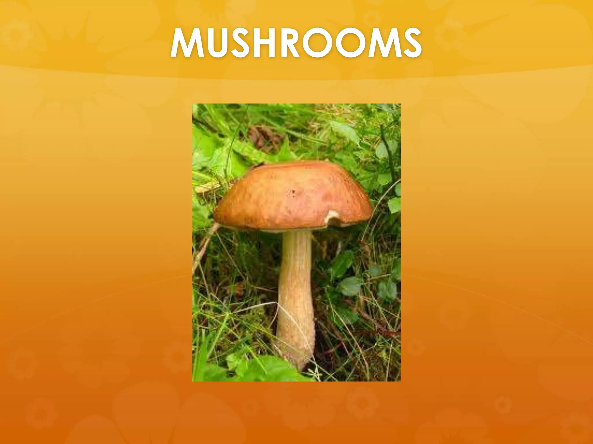 MUSHROOMS
 