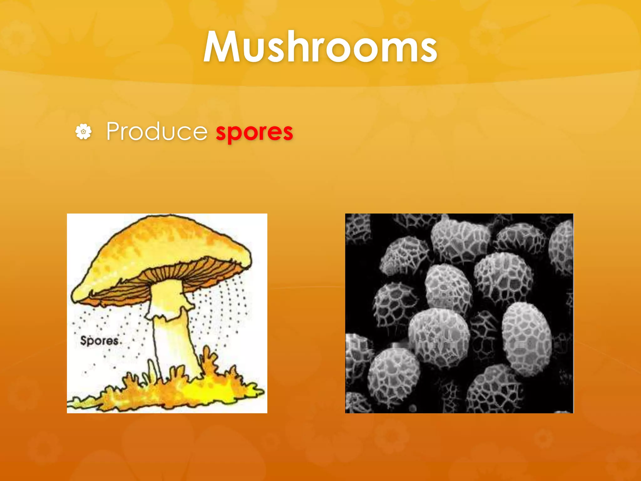Mushrooms
 Produce spores
 