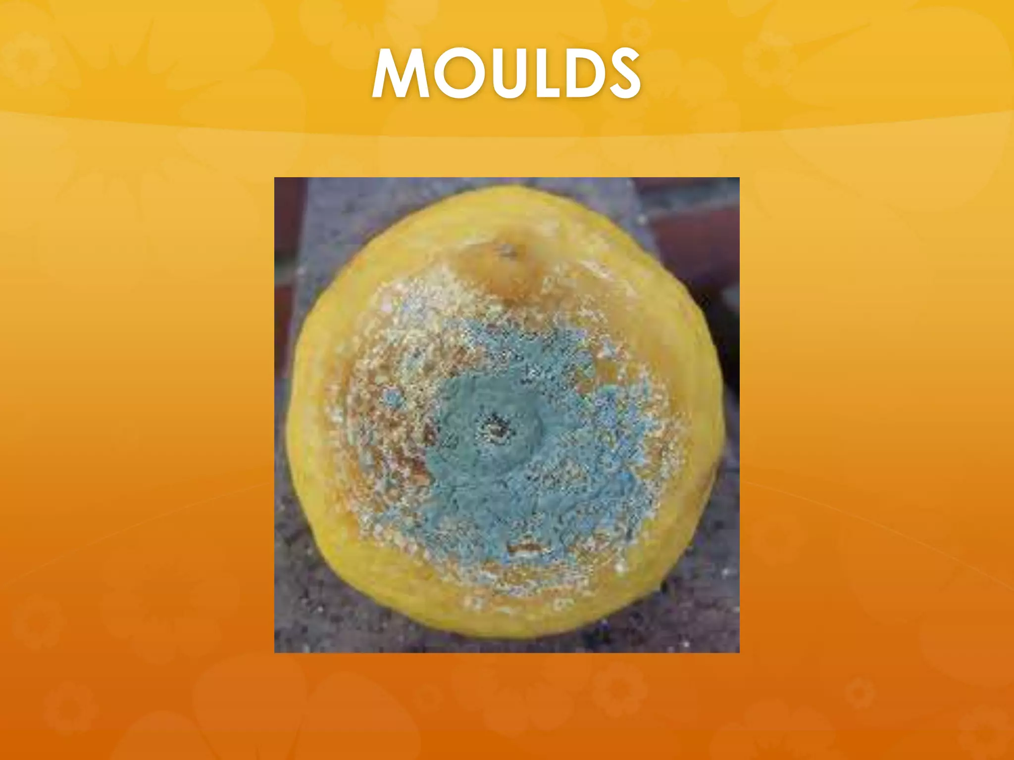 MOULDS
 
