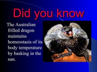Did you know The Australian frilled dragon maintains homeostasis of its body temperature by basking in the sun. 
