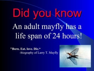 Did you know An adult mayfly has a life span of 24 hours! "Born. Eat. love. Die.“ -biography of Larry T. Mayfly 