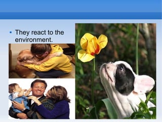 

They react to the
environment.

 