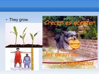

They grow.

 