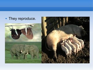 

They reproduce.

 