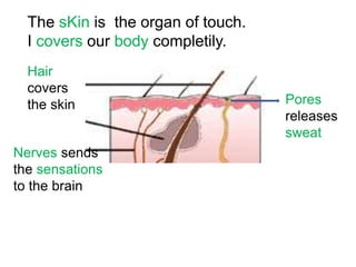 Living things.senses | PPTX