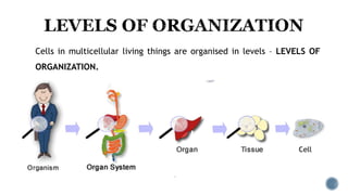 Cells in multicellular living things are organised in levels – LEVELS OF
ORGANIZATION.
 