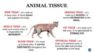 BLOOD TISSUE – (it’s made
up of blood cells). It carries
SUBSTANCES throughout the
body.
MUSCLE TISSUE – (it’s
made up of muscle cells). It
is responsible for
MOVEMENT.
BONE TISSUE – (it’s made up
of bone cells). It forms bones
and supports the body.
NERVOUS TISSUE – (it’s
made up of NEURONS). It
carries INFORMATION to the
BRAIN.
FAT TISSUE – (it’s made up of
FAT cells). It is specialized in
STORING FAT.
EPITHELIAL TISSUE – (it’s
made up of epithelial cells). It
forms the skin and provides
protection to the body.
 