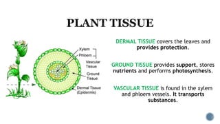 DERMAL TISSUE covers the leaves and
provides protection.
GROUND TISSUE provides support, stores
nutrients and performs photosynthesis.
VASCULAR TISSUE is found in the xylem
and phloem vessels. It transports
substances.
 
