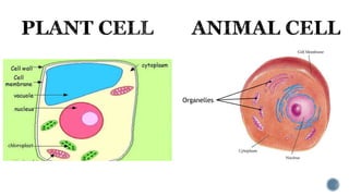 Organelles
 