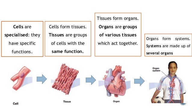 science 6th living things groups of tissues with the same function form