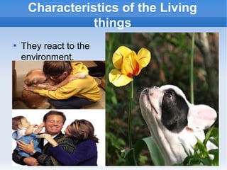 
They react to the
environment.
Characteristics of the Living
things
 