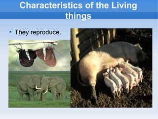 
They reproduce.
Characteristics of the Living
things
 
