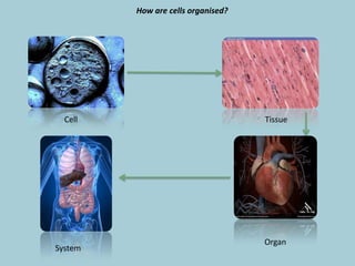 How are cells organised?

Cell

System

Tissue

Organ

 