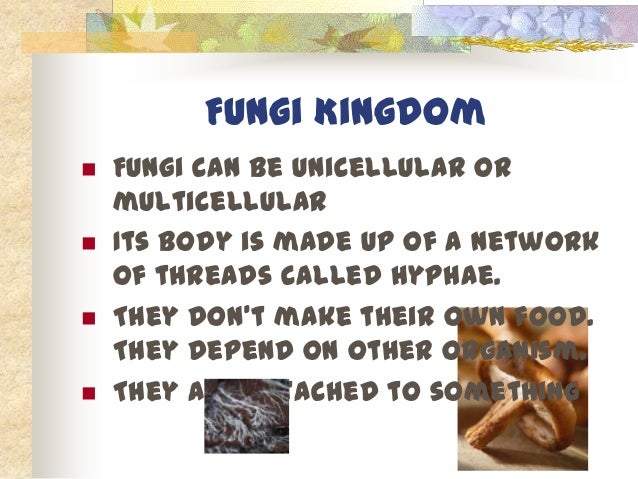 Like The Sunflowers 15 Fungi Kingdom Like The Sunflowers 15 Fungi Kingdom