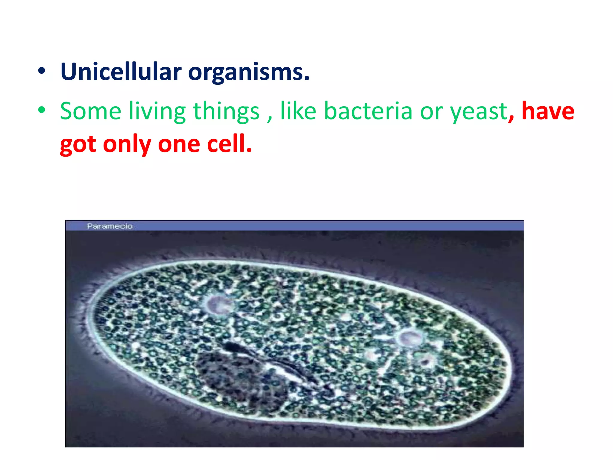 • Unicellular organisms.
• Some living things , like bacteria or yeast, have
got only one cell.

 