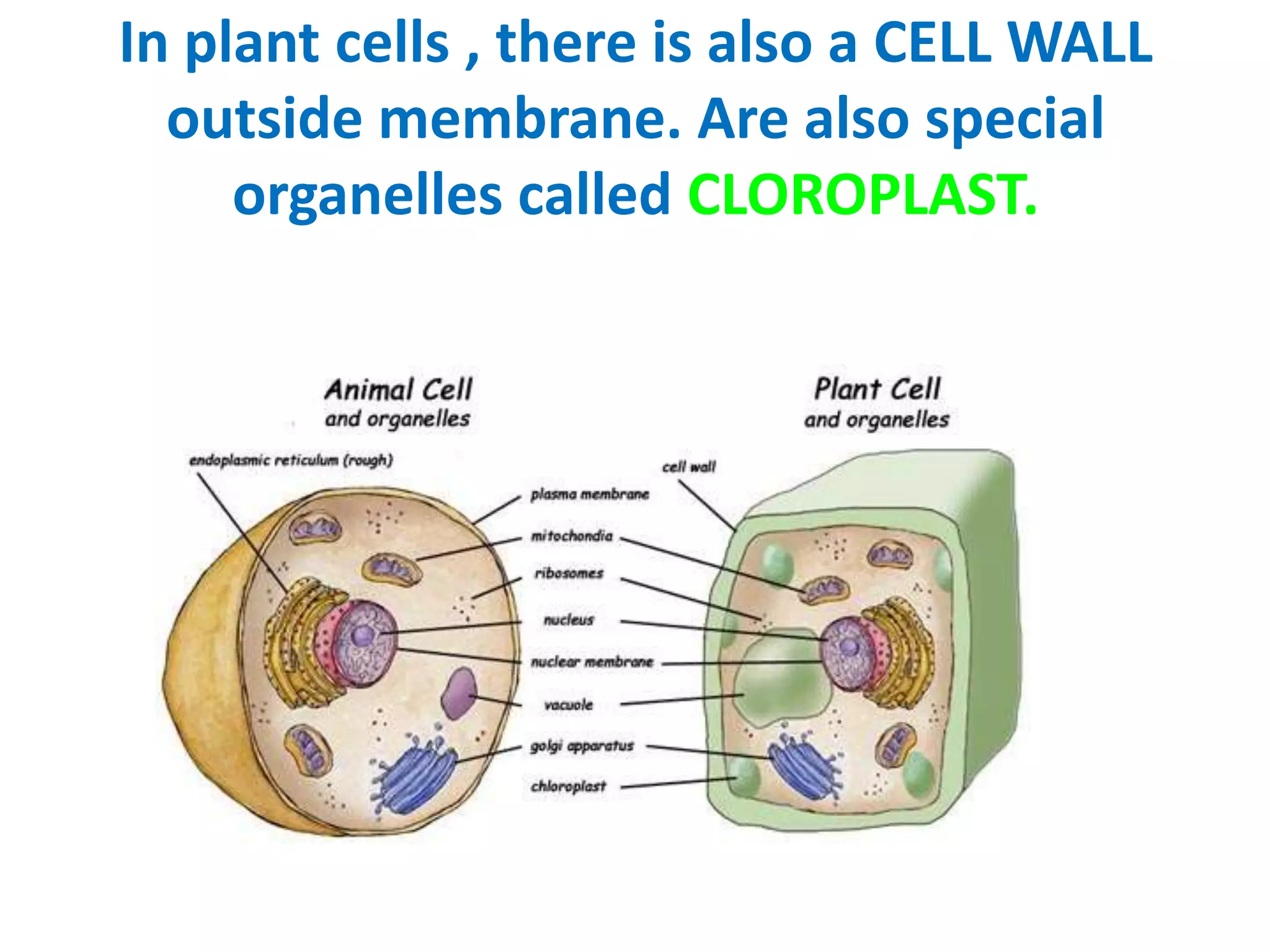 In plant cells , there is also a CELL WALL
outside membrane. Are also special
organelles called CLOROPLAST.

 