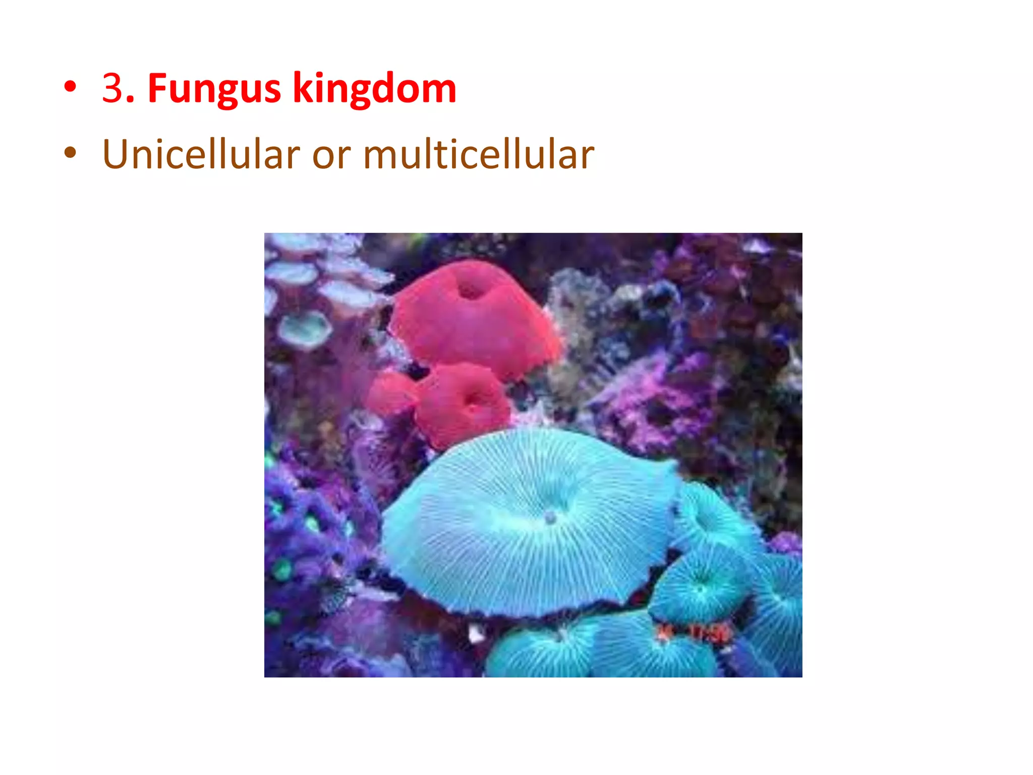 • 3. Fungus kingdom
• Unicellular or multicellular

 