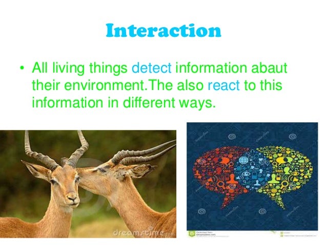 Wren Bird’s Eye View Essential facts about pollution