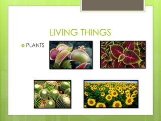 LIVING THINGS
PLANTS