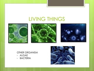 LIVING THINGS
OTHER ORGANISM
- ALGAE
- BACTERIA