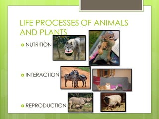 LIFE PROCESSES OF ANIMALS
AND PLANTS
NUTRITION
INTERACTION
REPRODUCTION