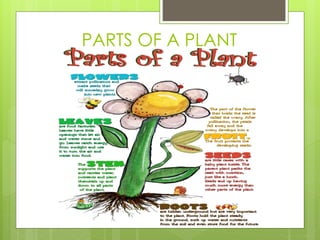 PARTS OF A PLANT