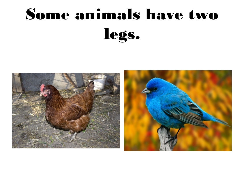 Living things and animals