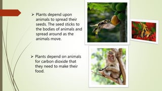  Plants depend upon
animals to spread their
seeds. The seed sticks to
the bodies of animals and
spread around as the
animals move.
 Plants depend on animals
for carbon dioxide that
they need to make their
food.
 