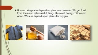 Human beings also depend on plants and animals. We get food
from them and other useful things like wool, honey, cotton and
wood. We also depend upon plants for oxygen.
 