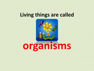 Living things and their needs wiki | PPTX