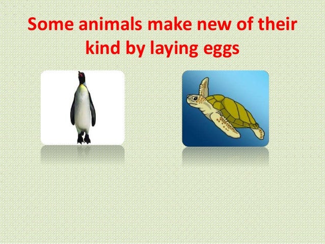 Living things and their needs wiki