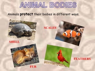 Animals protect their bodies in different ways.



                       SCALES



SHELL




                                           FEATHERS

              FUR
 